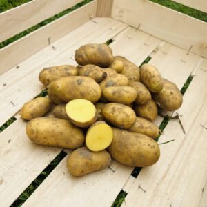 Ein Haufen Bio Frühkartoffeln Glorietta in einer Holzkiste, mit einer halbierten Kartoffel, die das gelbe Fruchtfleisch zeigt