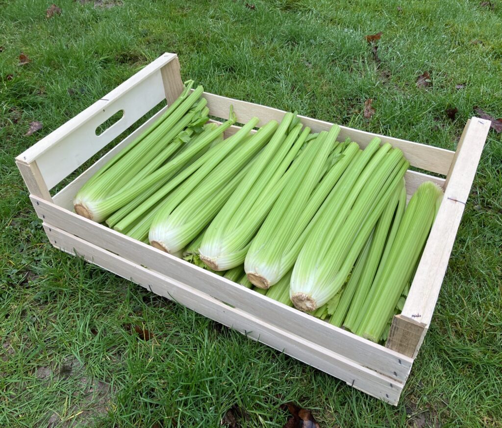 Bio-Staudensellerie in der Holzkiste